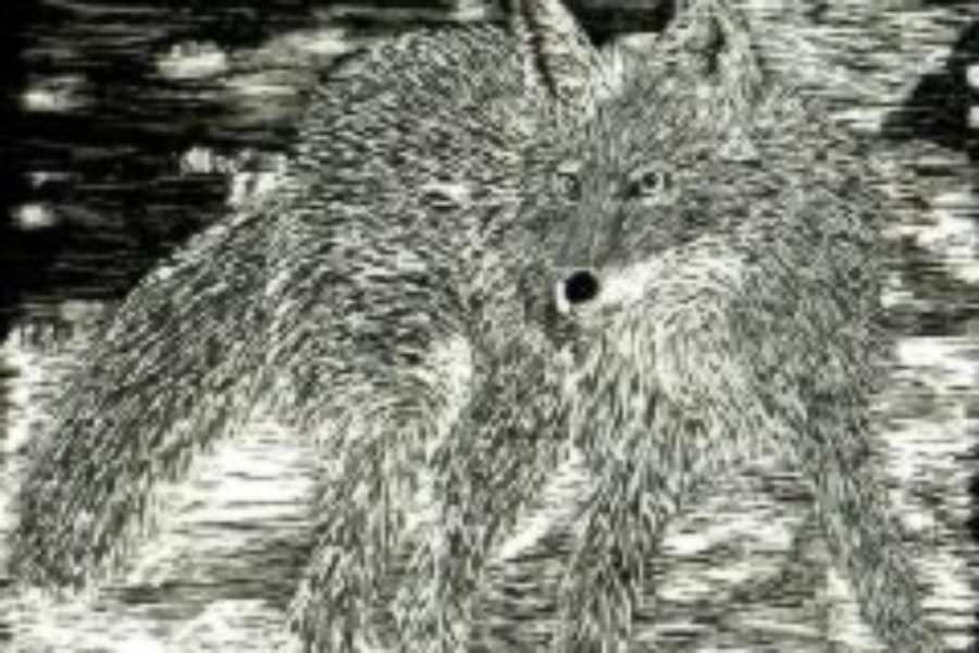 Coyote in Snow by Stephanie H from USA, 16 years old
